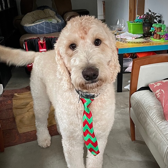 Meet your Posher, Jack - Picture 1 of 1